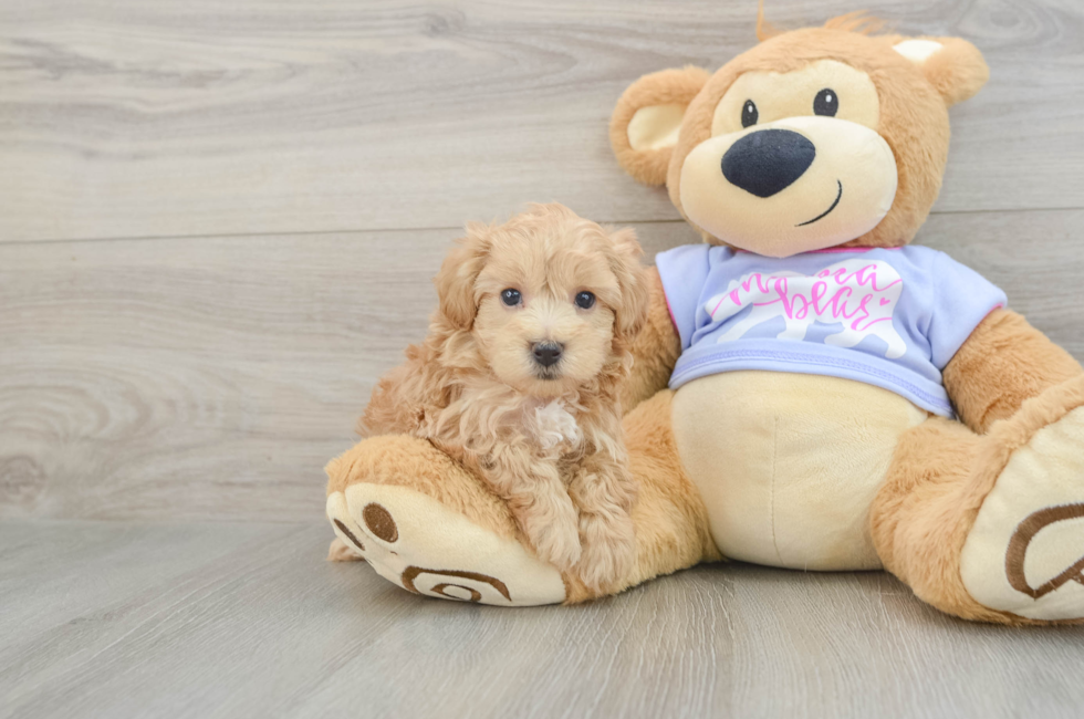 5 week old Maltipoo Puppy For Sale - Florida Fur Babies