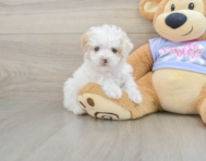 8 week old Maltipoo Puppy For Sale - Florida Fur Babies