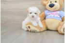 Little Multipoo Poodle Mix Puppy