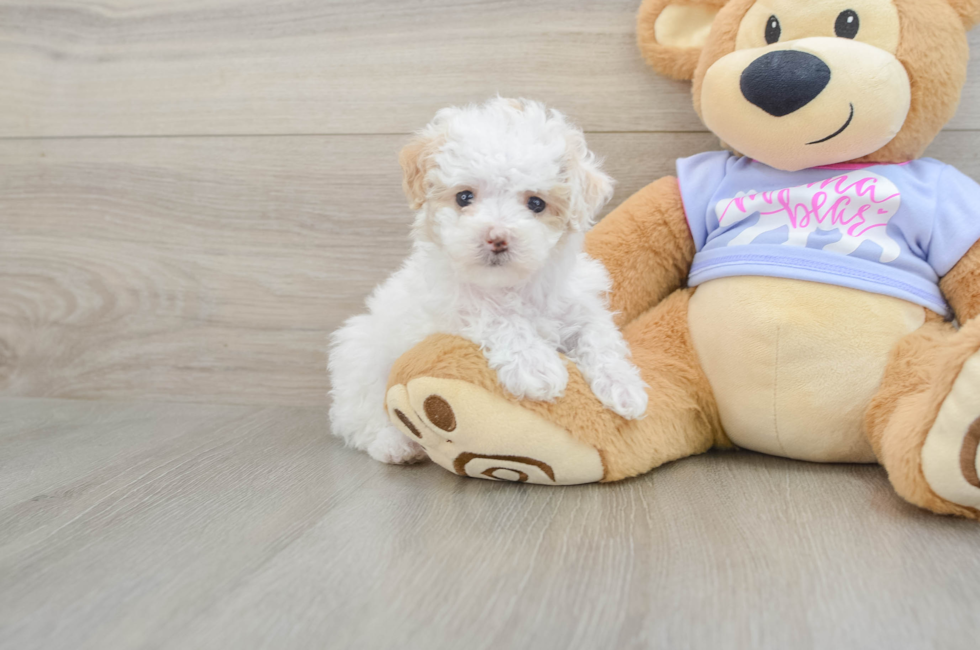 5 week old Maltipoo Puppy For Sale - Florida Fur Babies