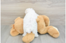Cute Maltipoo Baby