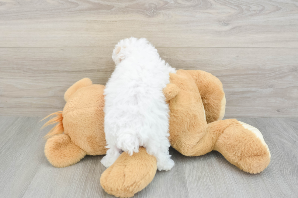 Cute Maltipoo Baby