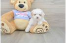 Best Maltipoo Baby