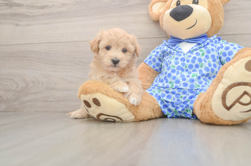 5 week old Maltipoo Puppy For Sale - Florida Fur Babies