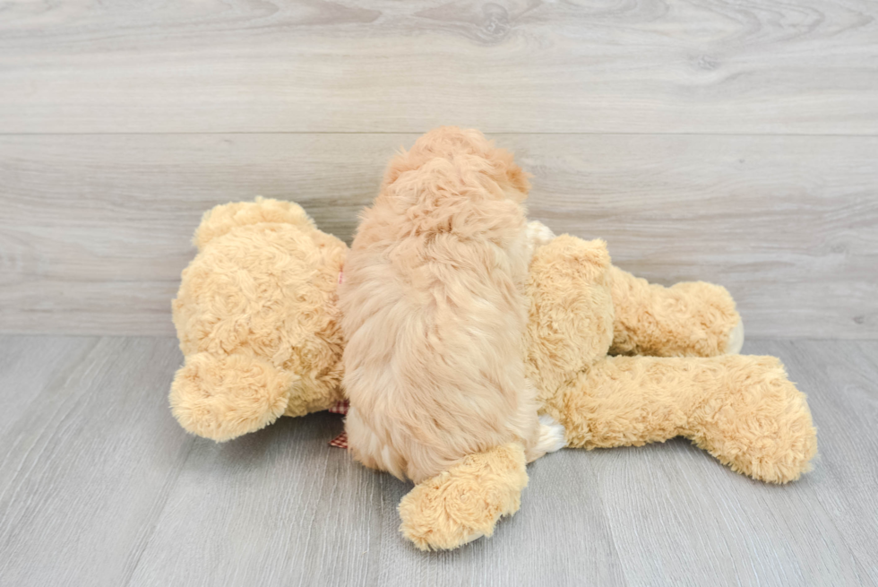 Happy Maltipoo Baby