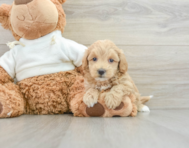 8 week old Maltipoo Puppy For Sale - Florida Fur Babies