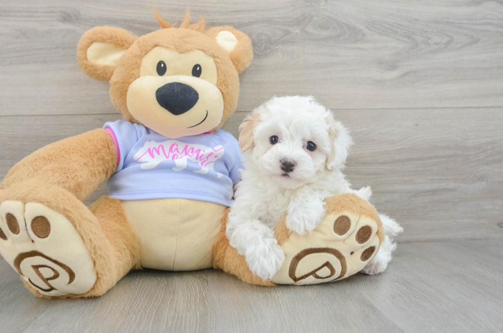 5 week old Maltipoo Puppy For Sale - Florida Fur Babies