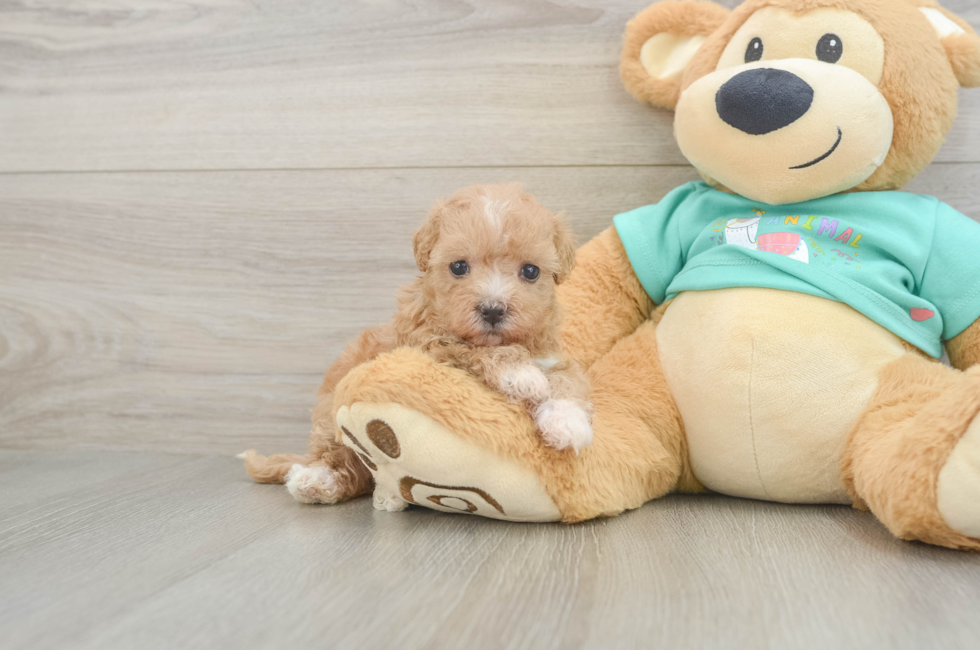 5 week old Maltipoo Puppy For Sale - Florida Fur Babies
