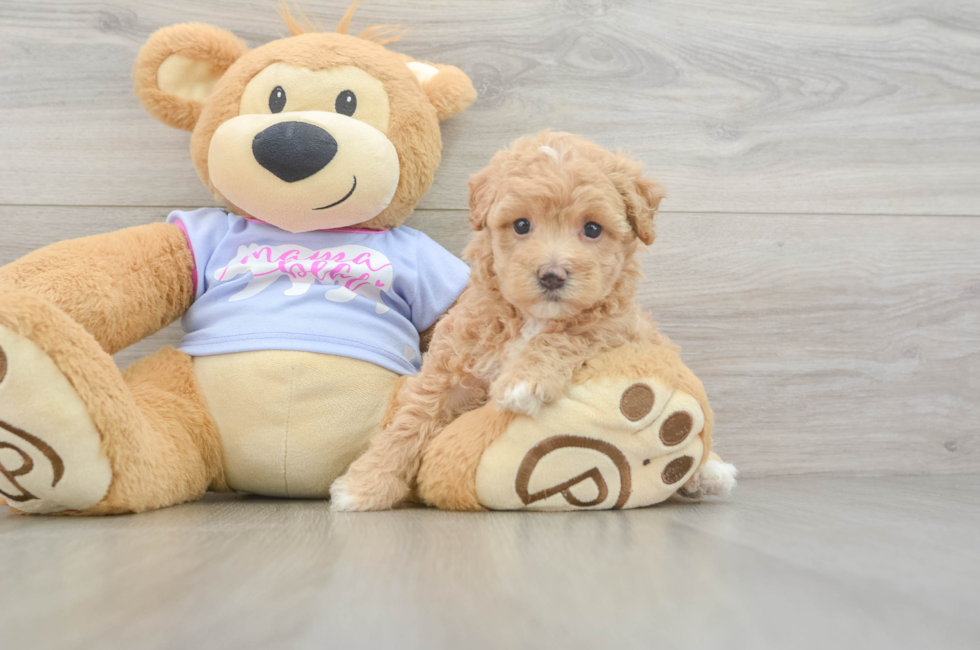 5 week old Maltipoo Puppy For Sale - Florida Fur Babies