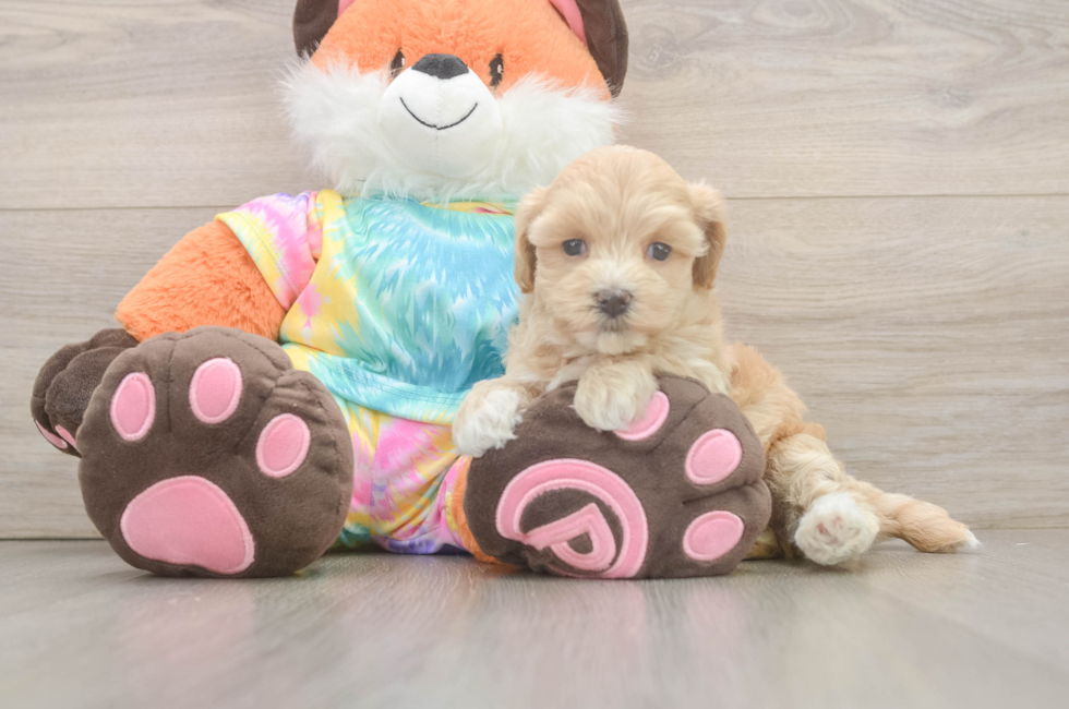 5 week old Maltipoo Puppy For Sale - Florida Fur Babies
