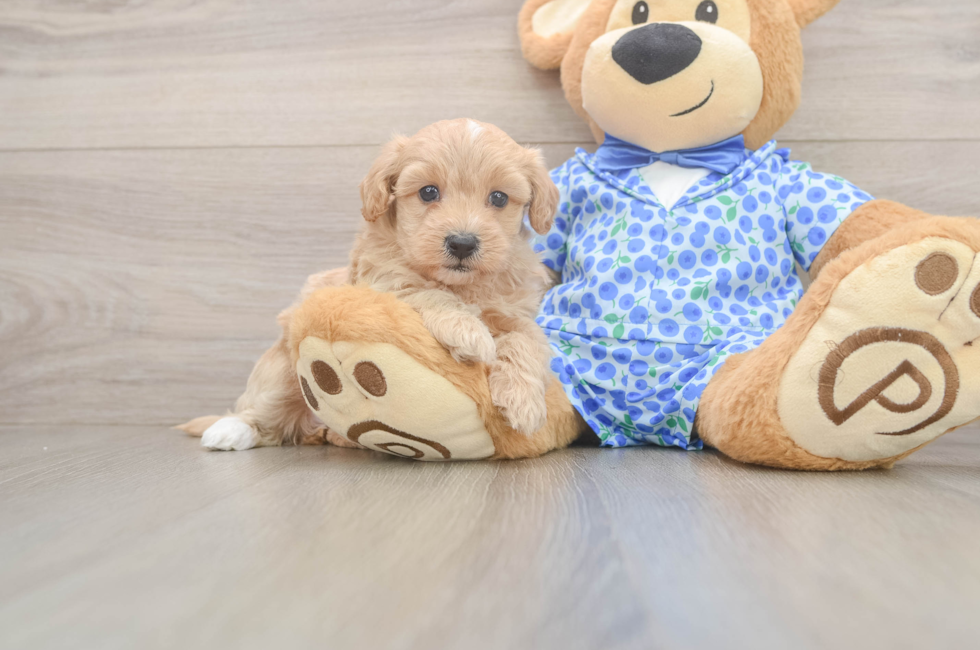 5 week old Maltipoo Puppy For Sale - Florida Fur Babies