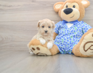 8 week old Maltipoo Puppy For Sale - Florida Fur Babies