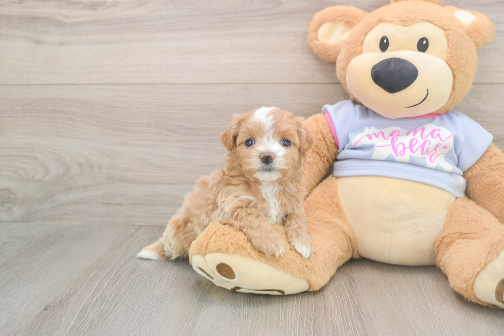 Best Maltipoo Baby