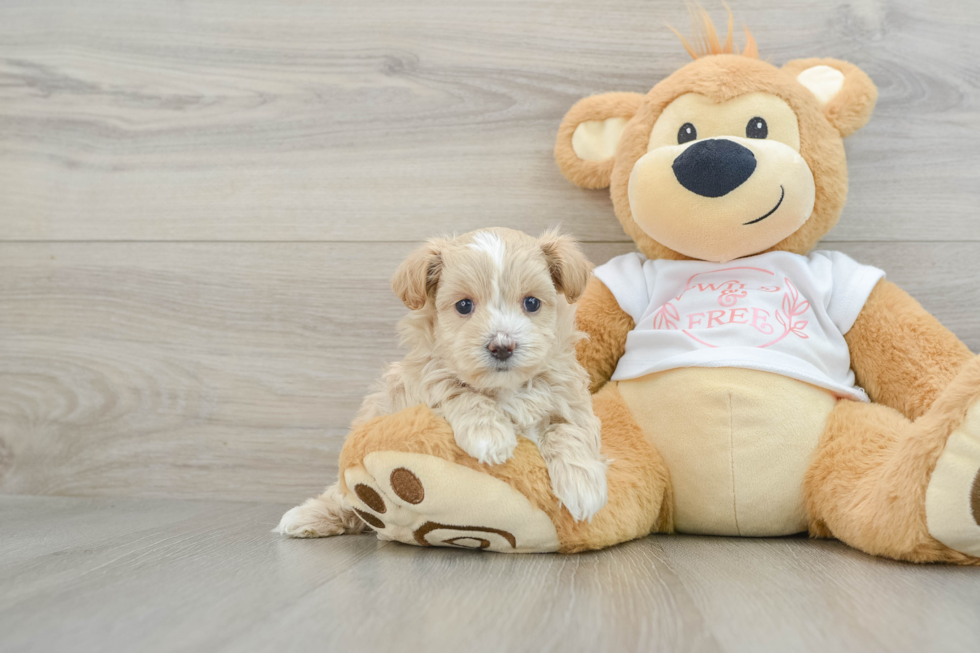 Funny Maltipoo Poodle Mix Pup