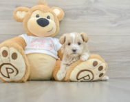 8 week old Maltipoo Puppy For Sale - Florida Fur Babies
