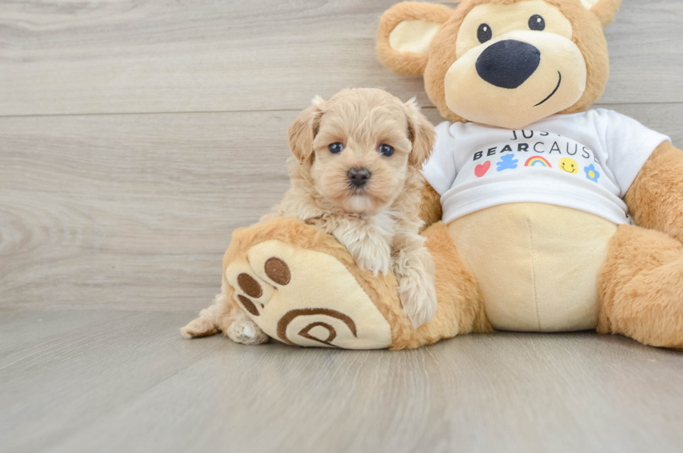 6 week old Maltipoo Puppy For Sale - Florida Fur Babies