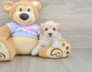 8 week old Maltipoo Puppy For Sale - Florida Fur Babies