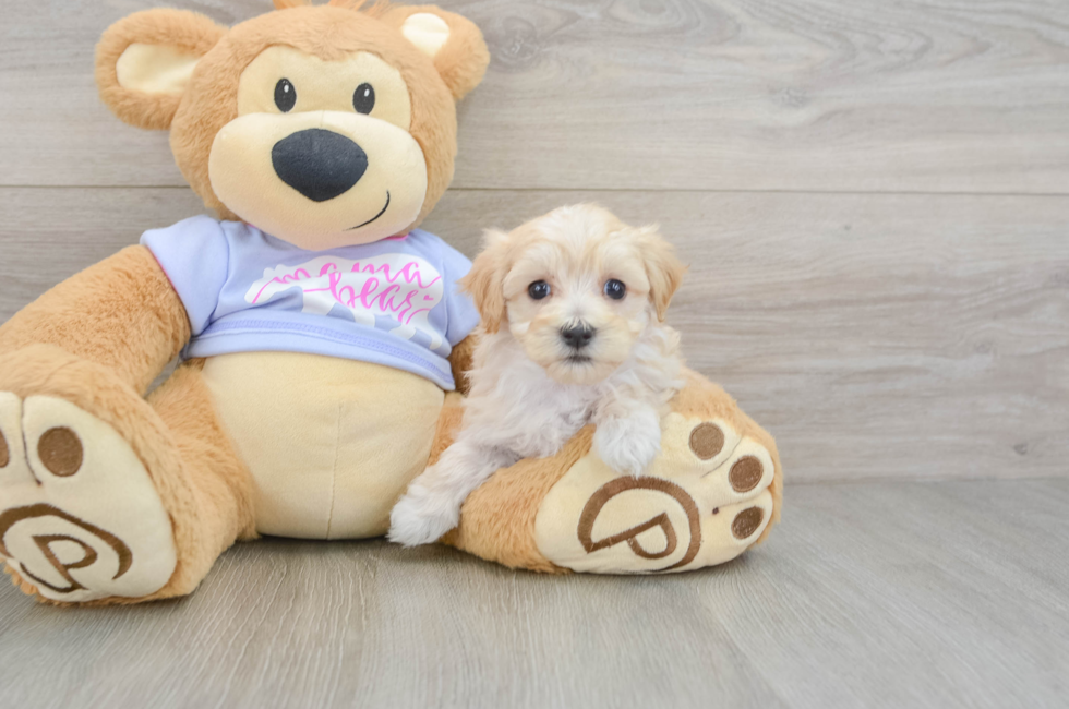 6 week old Maltipoo Puppy For Sale - Florida Fur Babies