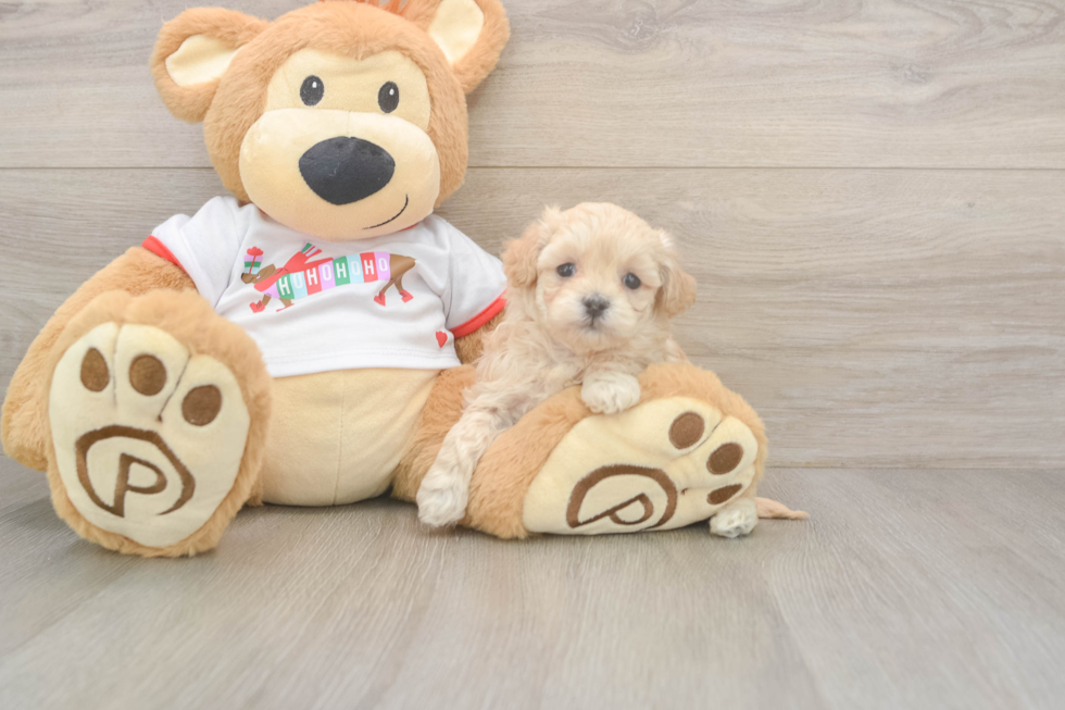 Maltipoo Puppy for Adoption