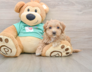 8 week old Maltipoo Puppy For Sale - Florida Fur Babies