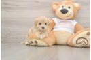 Fluffy Maltipoo Poodle Mix Pup