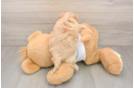 Cute Maltipoo Baby