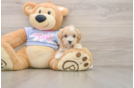 Maltipoo Pup Being Cute