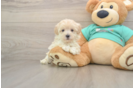 Funny Maltipoo Poodle Mix Pup