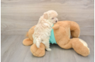 Petite Maltipoo Poodle Mix Pup