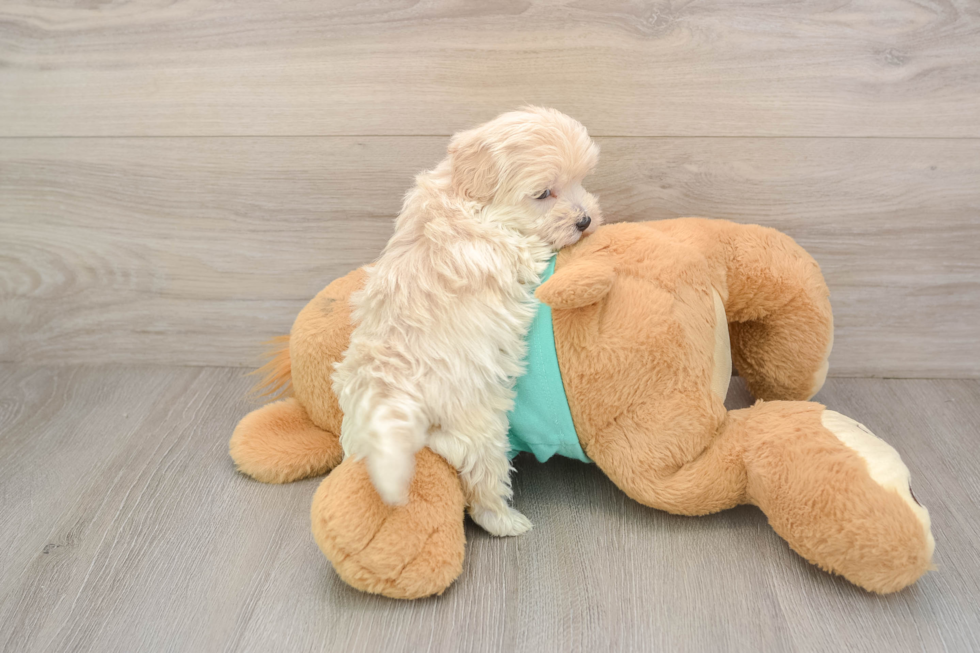 Petite Maltipoo Poodle Mix Pup