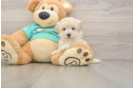 Small Maltipoo Baby