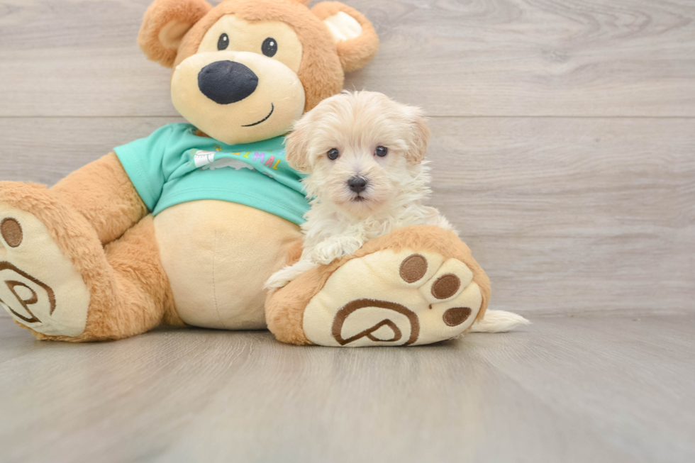 Small Maltipoo Baby