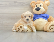 8 week old Maltipoo Puppy For Sale - Florida Fur Babies