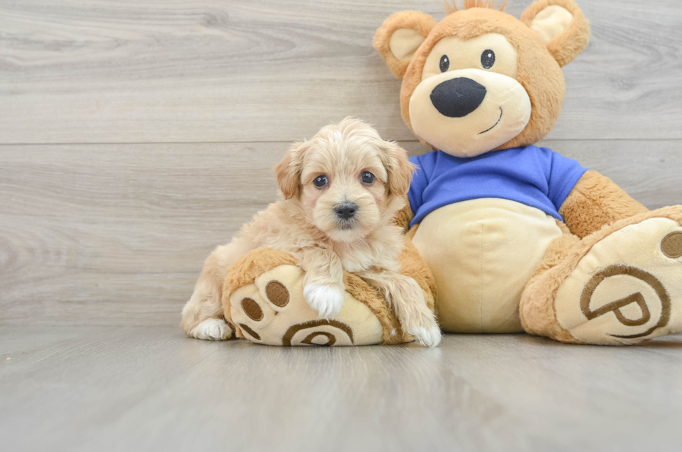 8 week old Maltipoo Puppy For Sale - Florida Fur Babies