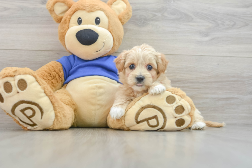 Hypoallergenic Moodle Poodle Mix Puppy