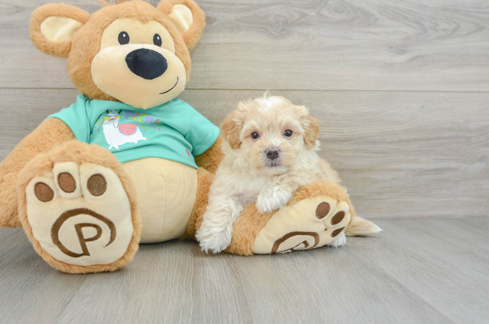 7 week old Maltipoo Puppy For Sale - Florida Fur Babies