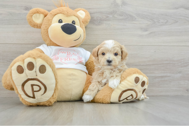 Playful Malt Oodle Poodle Mix Puppy