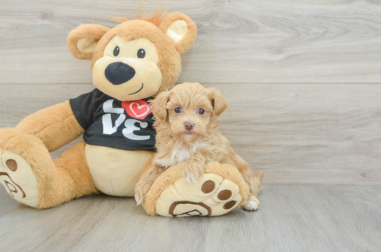 Fluffy Maltipoo Poodle Mix Pup