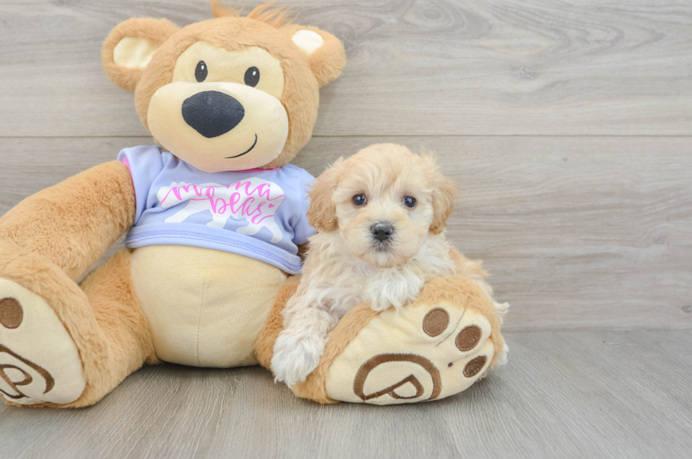 6 week old Maltipoo Puppy For Sale - Florida Fur Babies