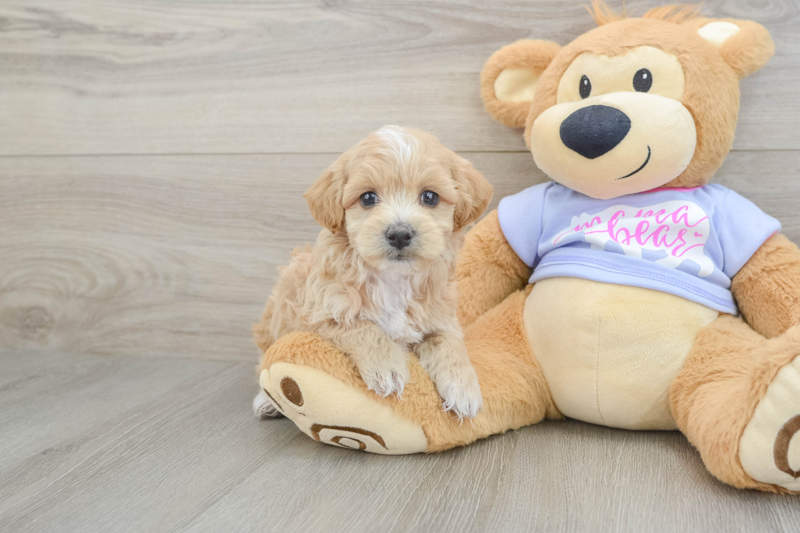 Meet Halo - our Maltipoo Puppy Photo 1/3 - Florida Fur Babies
