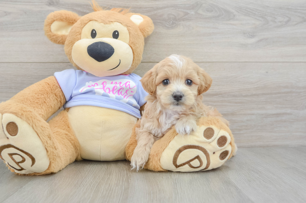 6 week old Maltipoo Puppy For Sale - Florida Fur Babies