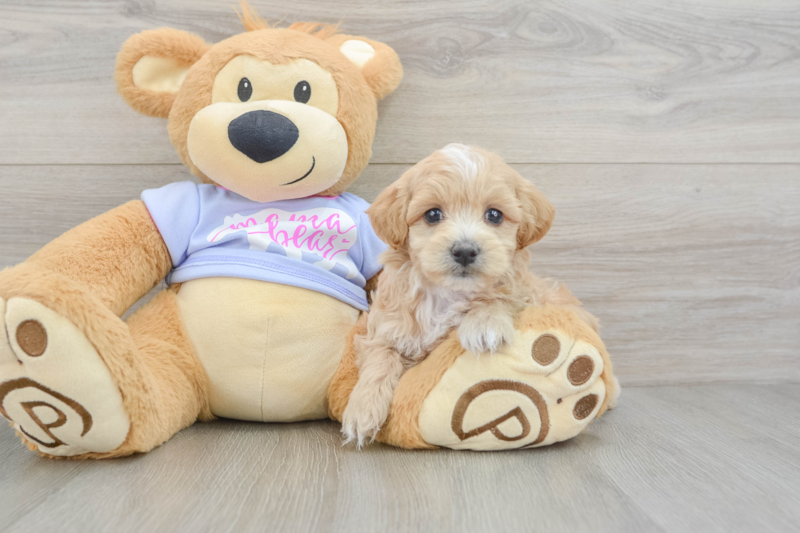 Meet Halo - our Maltipoo Puppy Photo 3/3 - Florida Fur Babies
