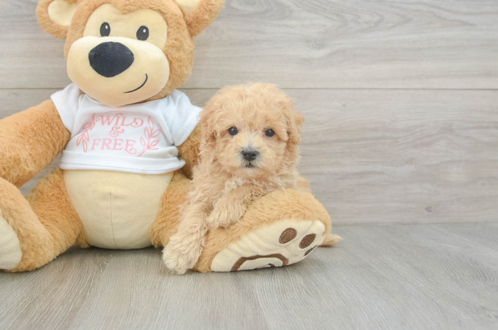 9 week old Maltipoo Puppy For Sale - Florida Fur Babies