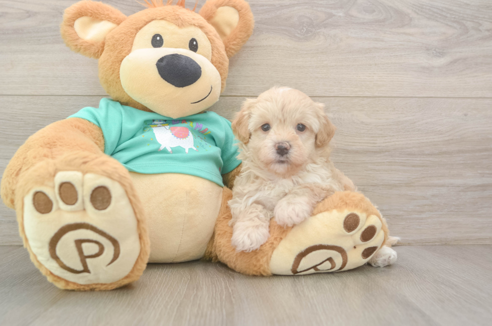 6 week old Maltipoo Puppy For Sale - Florida Fur Babies