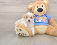 9 week old Maltipoo Puppy For Sale - Florida Fur Babies