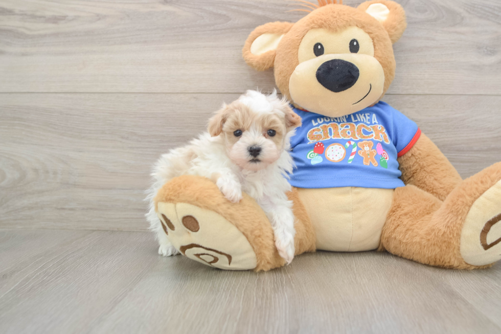 Little Maltidoodle Poodle Mix Puppy