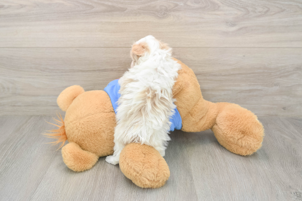 Friendly Maltipoo Baby