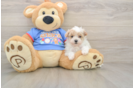 Maltipoo Puppy for Adoption
