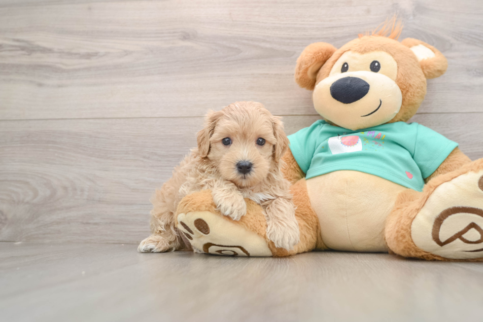 Petite Maltipoo Poodle Mix Pup