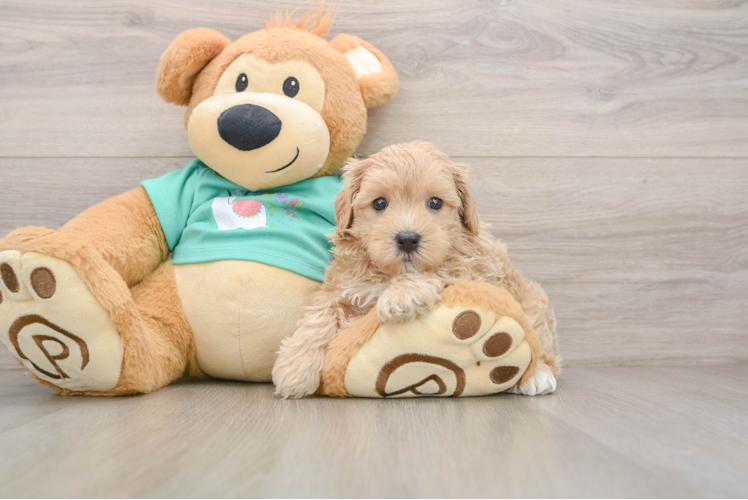 Hypoallergenic Malt a Poo Poodle Mix Puppy